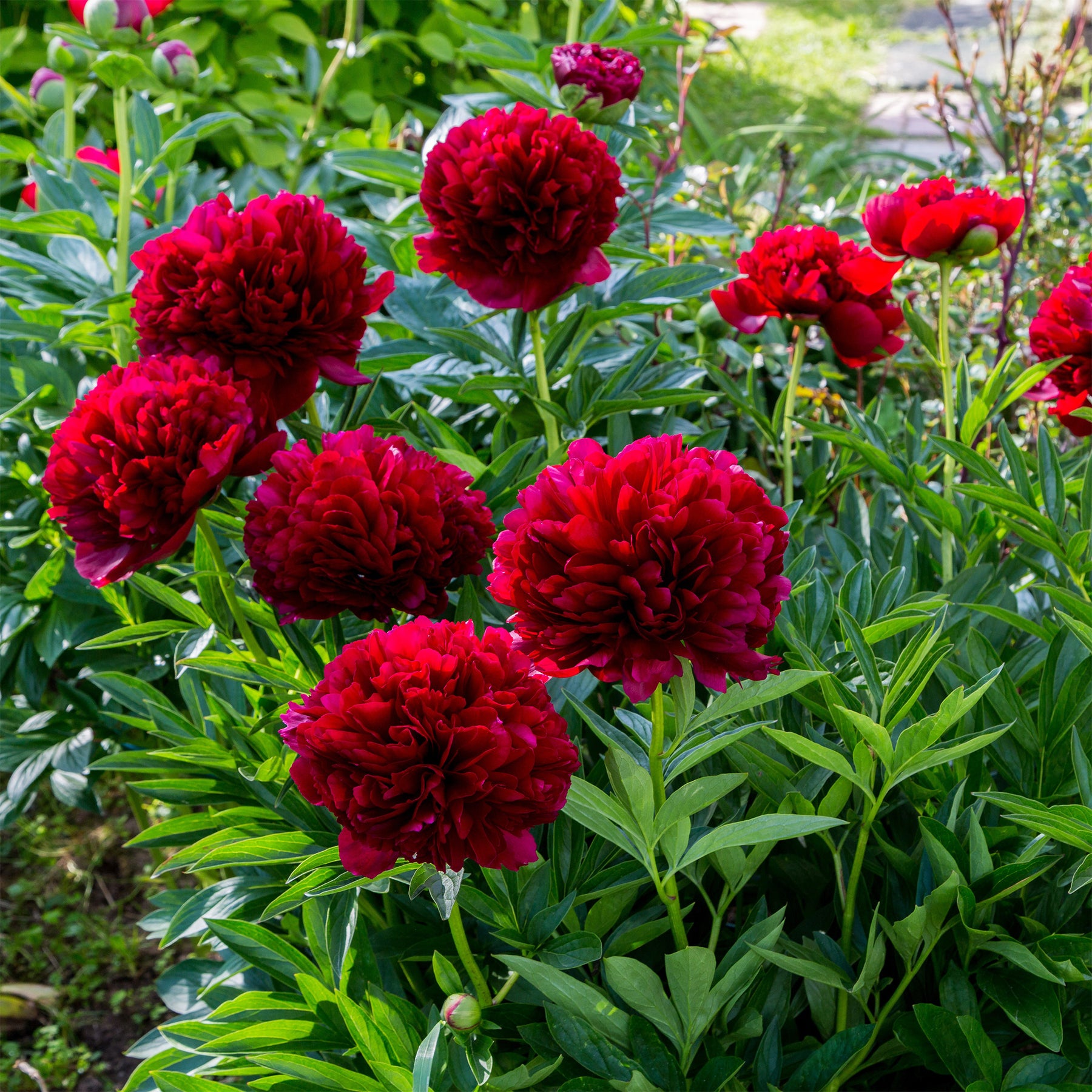 Vente Pivoine Red Charm - Paeonia lactiflora x Red Charm