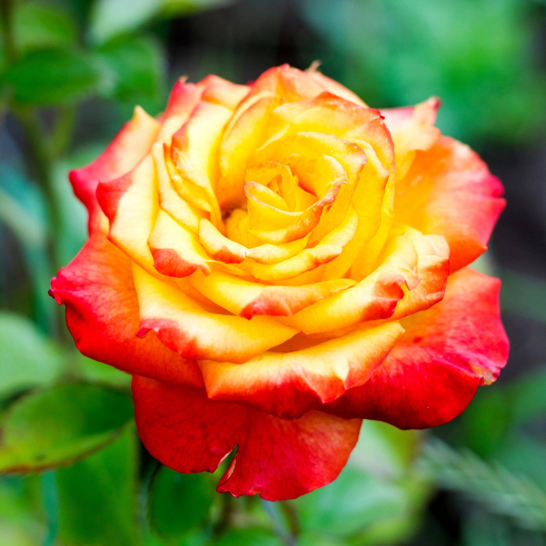 Rosa - Rosier buisson bicolore - Rosiers buisson