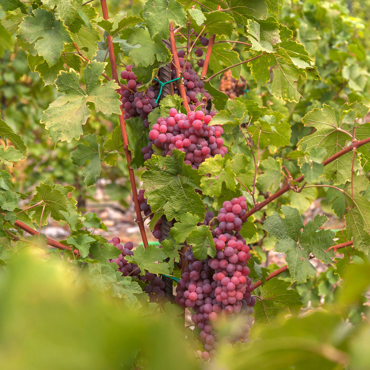 Vigne Chasselas rose - Vitis vinifera Chasselas rose - Willemse