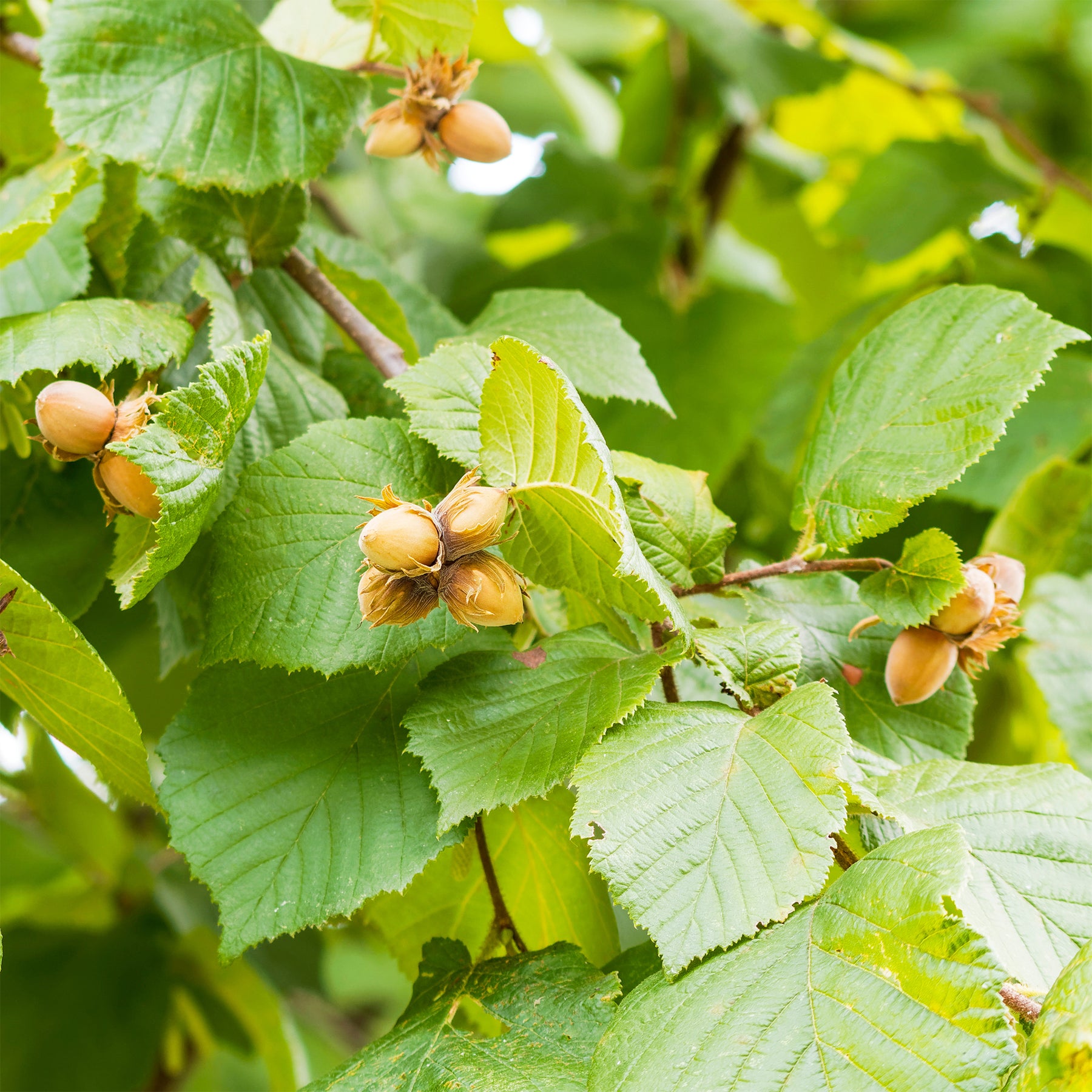 Noisetier - Noisetier vert - Corylus avellana