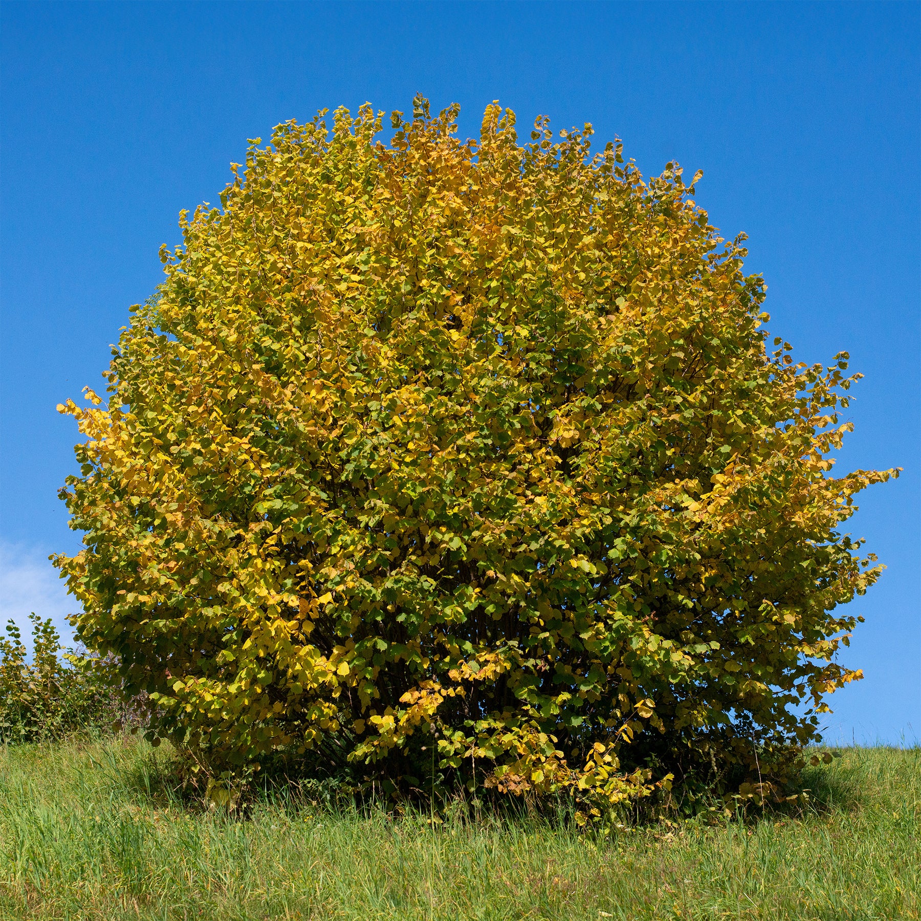 Corylus avellana - Noisetier vert - Noisetier