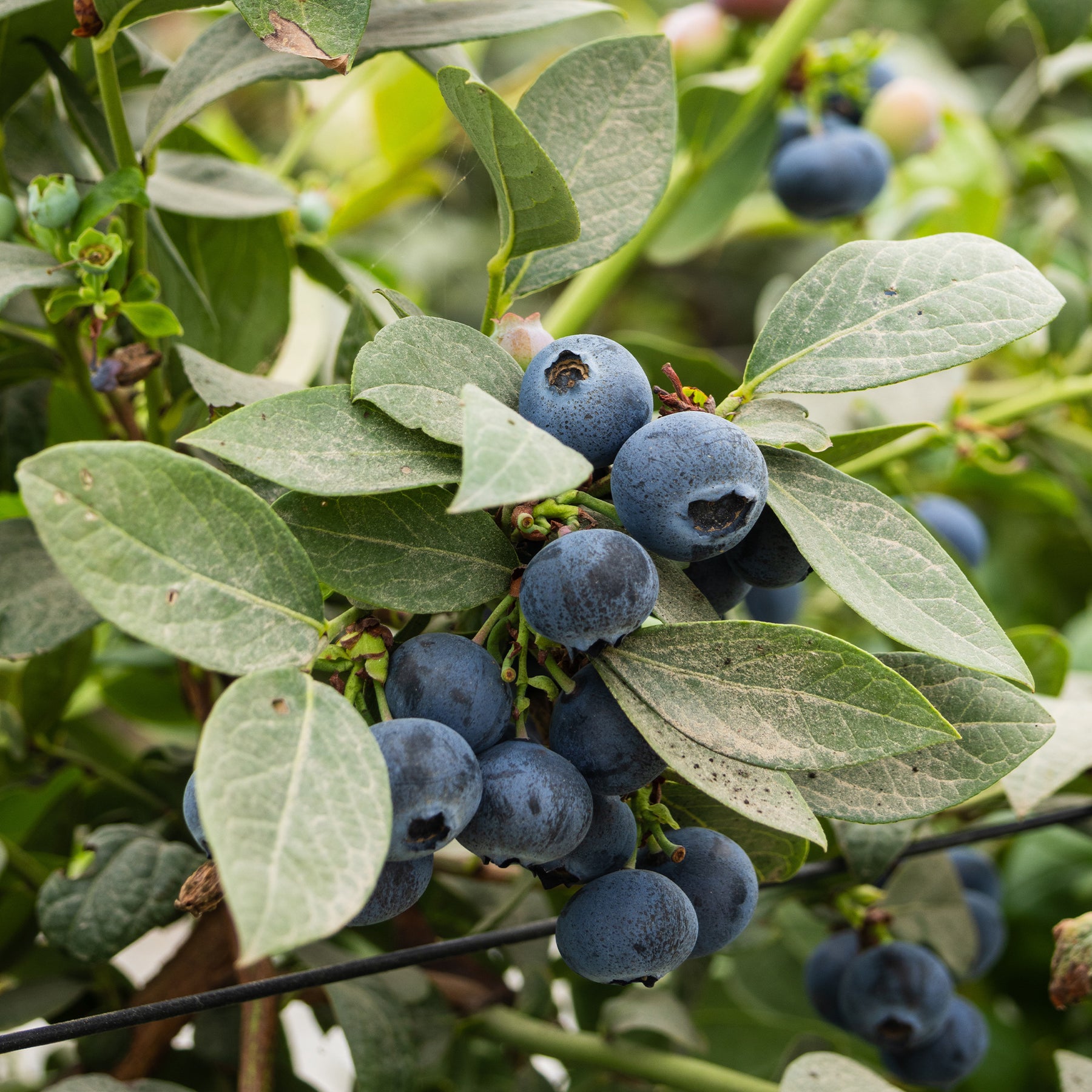 Myrtillier Vitaminos - Willemse