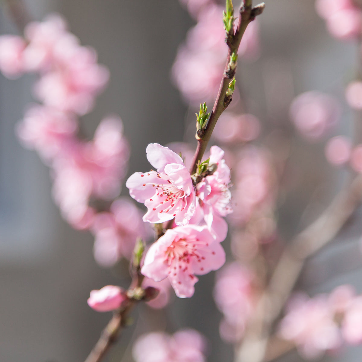 Mini-nectarine Morton