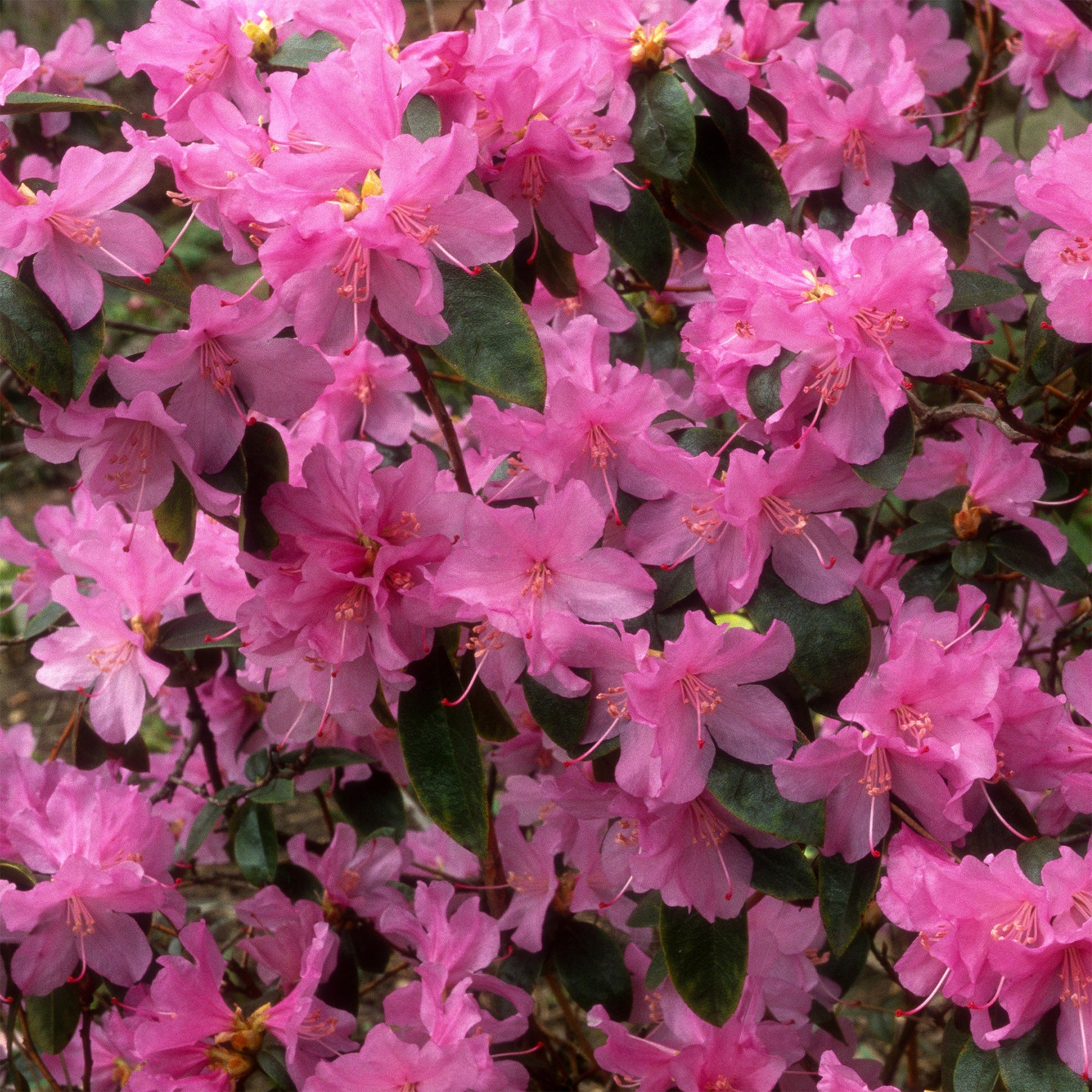 Rhododendron précoce - Rhododendron praecox - Willemse