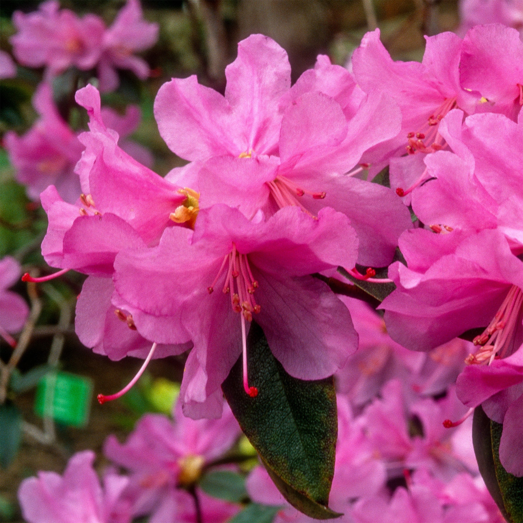 Vente Rhododendron précoce - Rhododendron praecox
