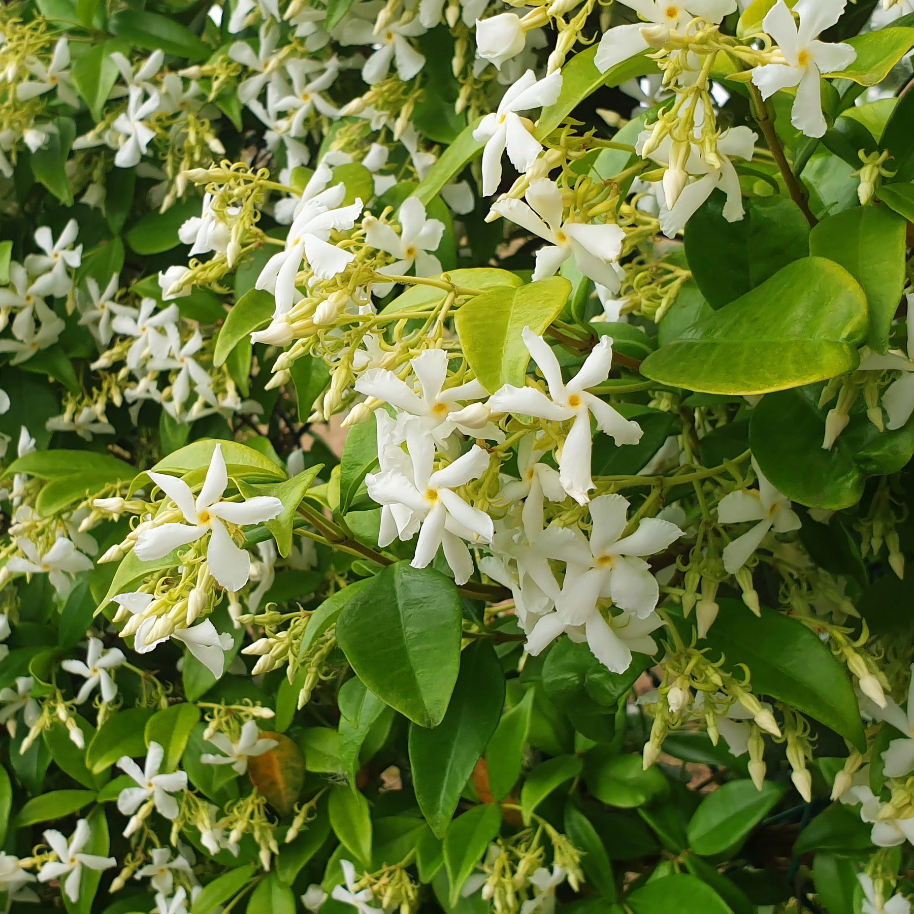 Vente Jasmin étoilé