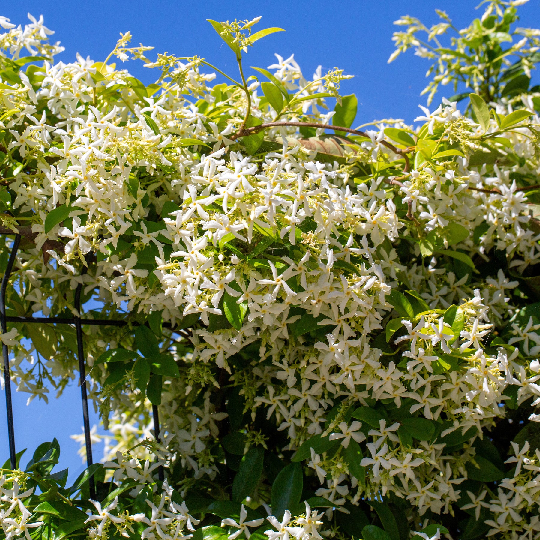 Jasmin étoilé - Trachelospermum jasminoides - Willemse