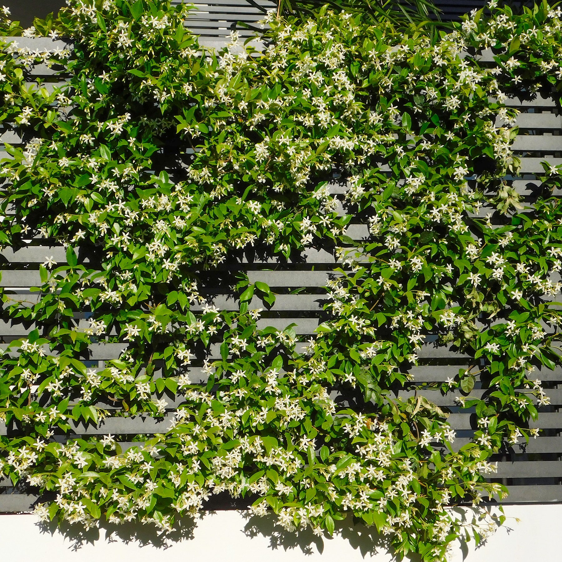 Trachelospermum jasminoides - Jasmin étoilé - Jasmins
