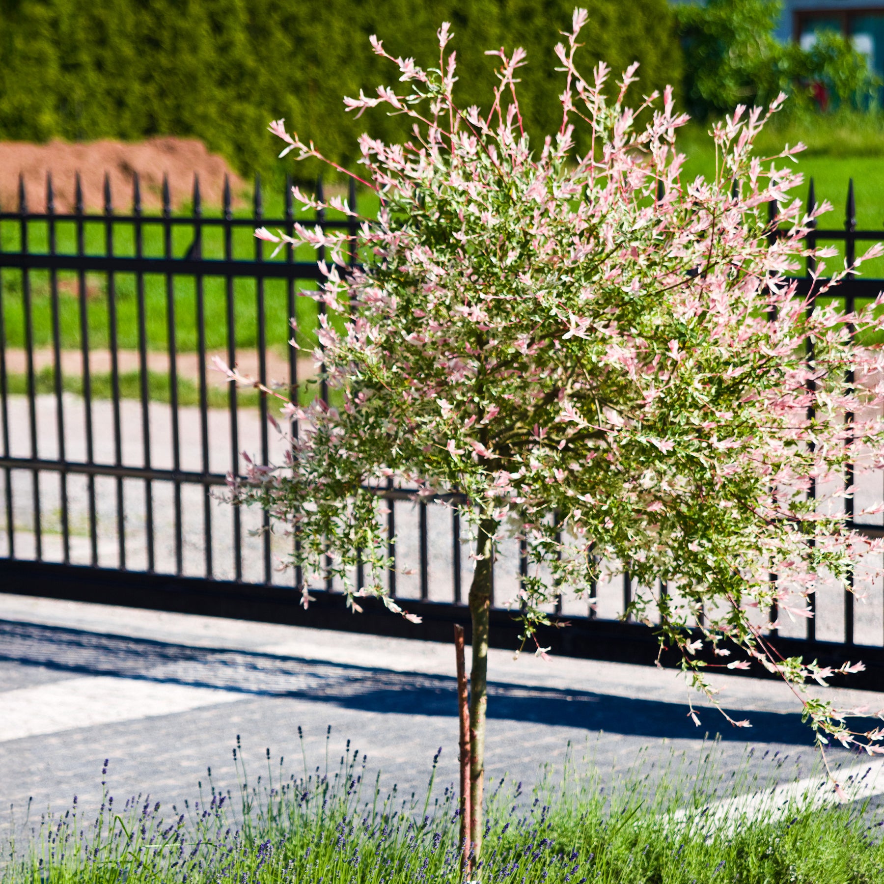 Vente Saule crevette sur tige - Salix integra Hakuro Nishiki