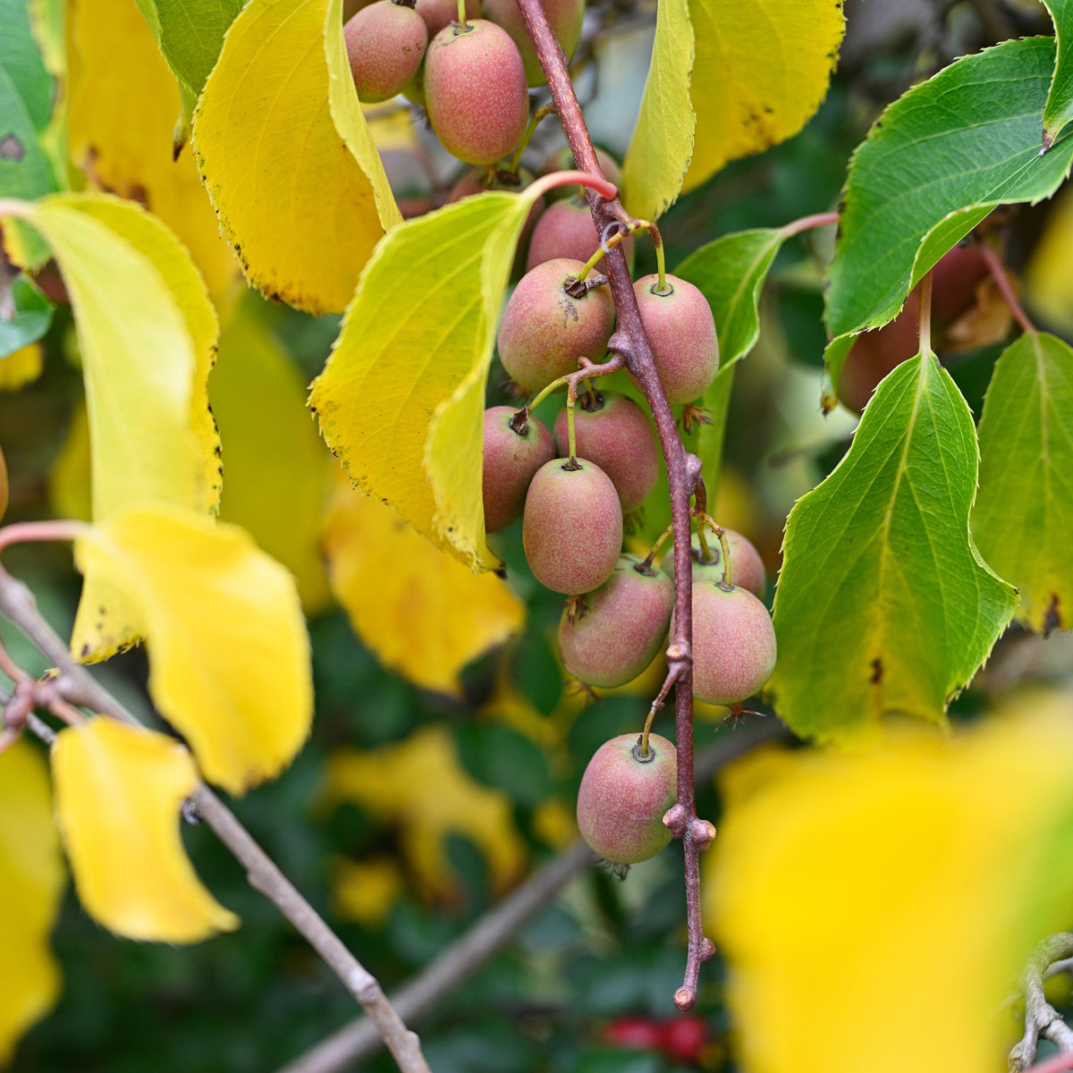 Couples de Kiwis rouges Weiki ® mâles et femelles - Actinidia arguta Weiki ® - Willemse
