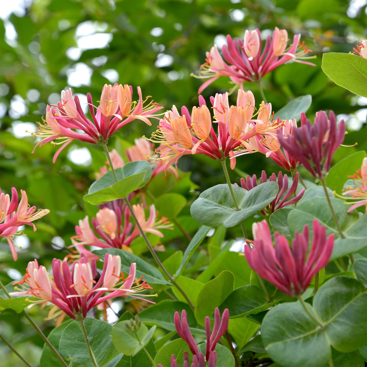 Chèvrefeuille grimpant American Beauty - Lonicera heckrottii American Beauty - Willemse