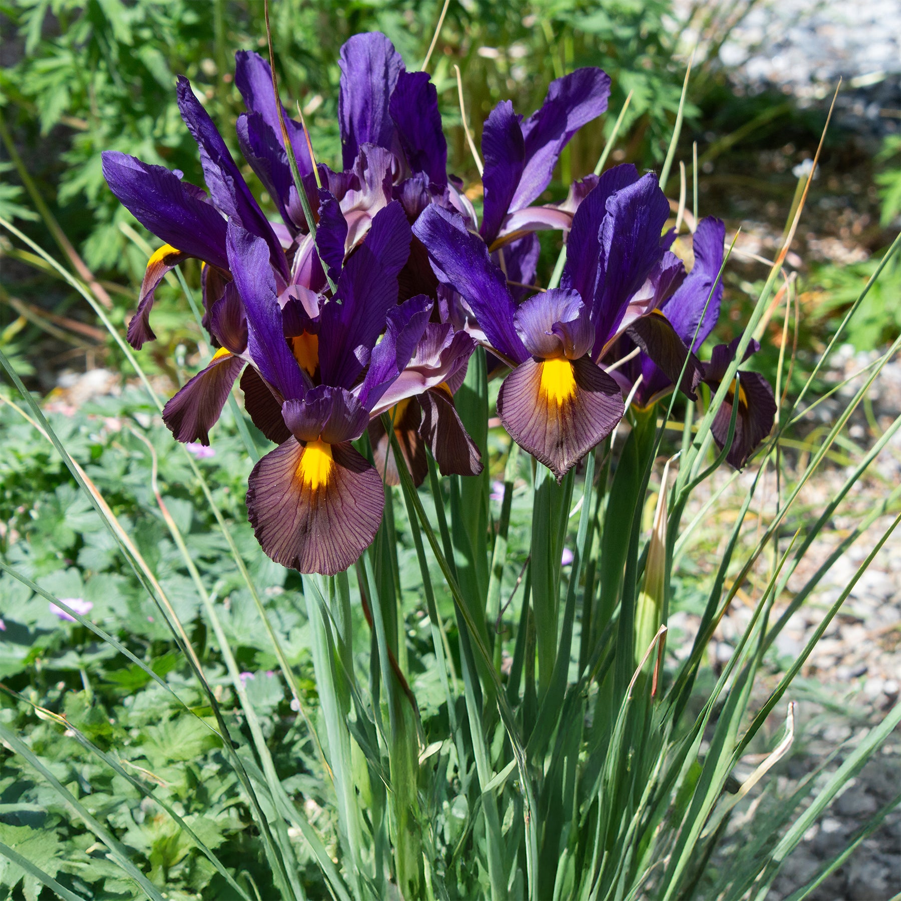 10 Iris de Hollande Tiger Eyes - Willemse