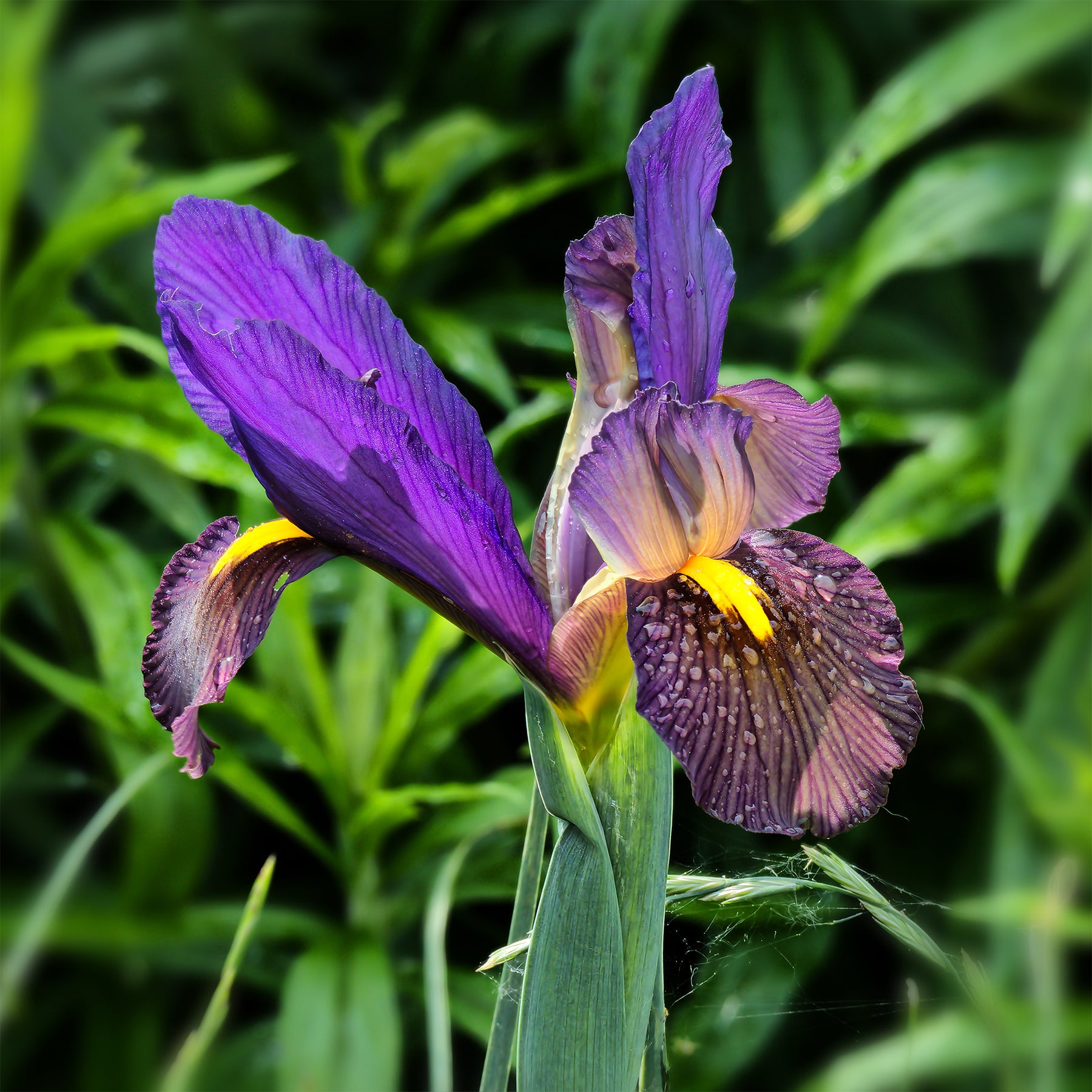 Iris hollandica tiger eyes - 10 Iris de Hollande Tiger Eyes - Iris de Hollande