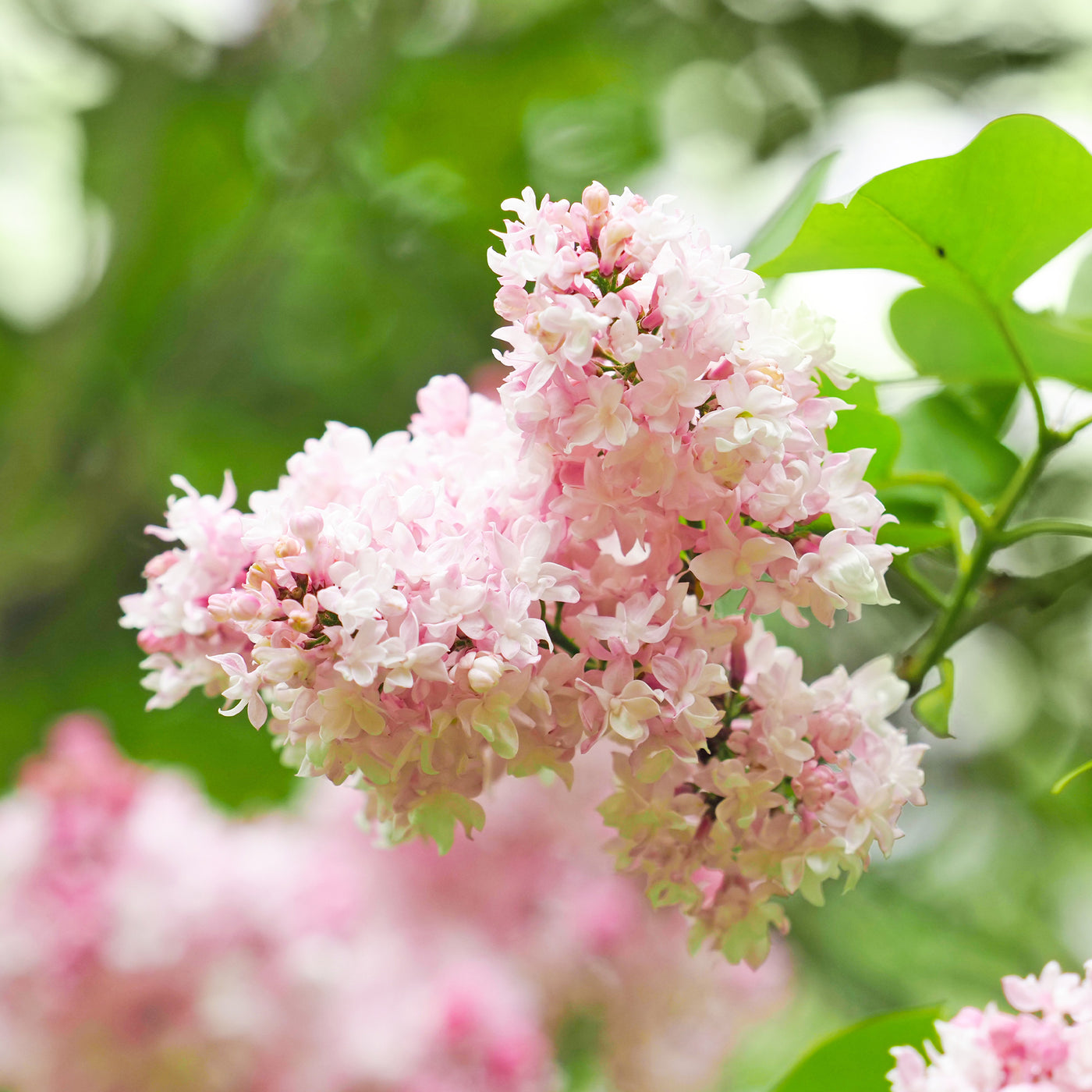 Lilas double Beauty of Moscow - Willemse