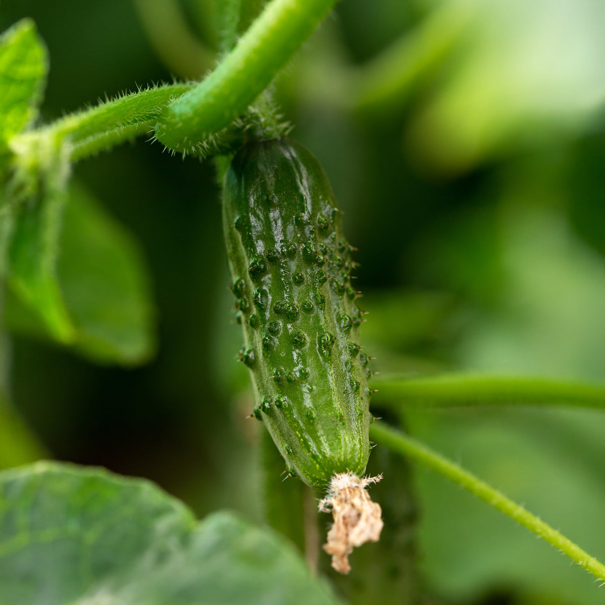Cornichon Regal F1 - Cucumis sativus regal - Willemse