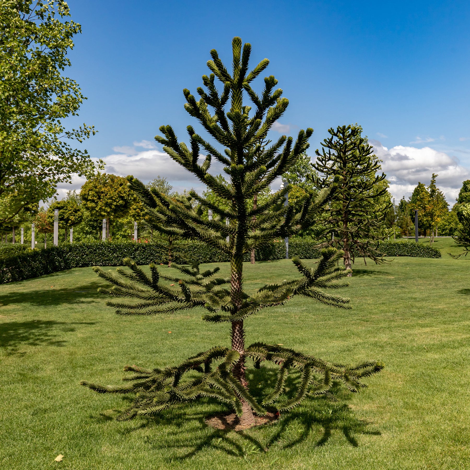 Désespoir des singes - Araucaria imbricata - Willemse