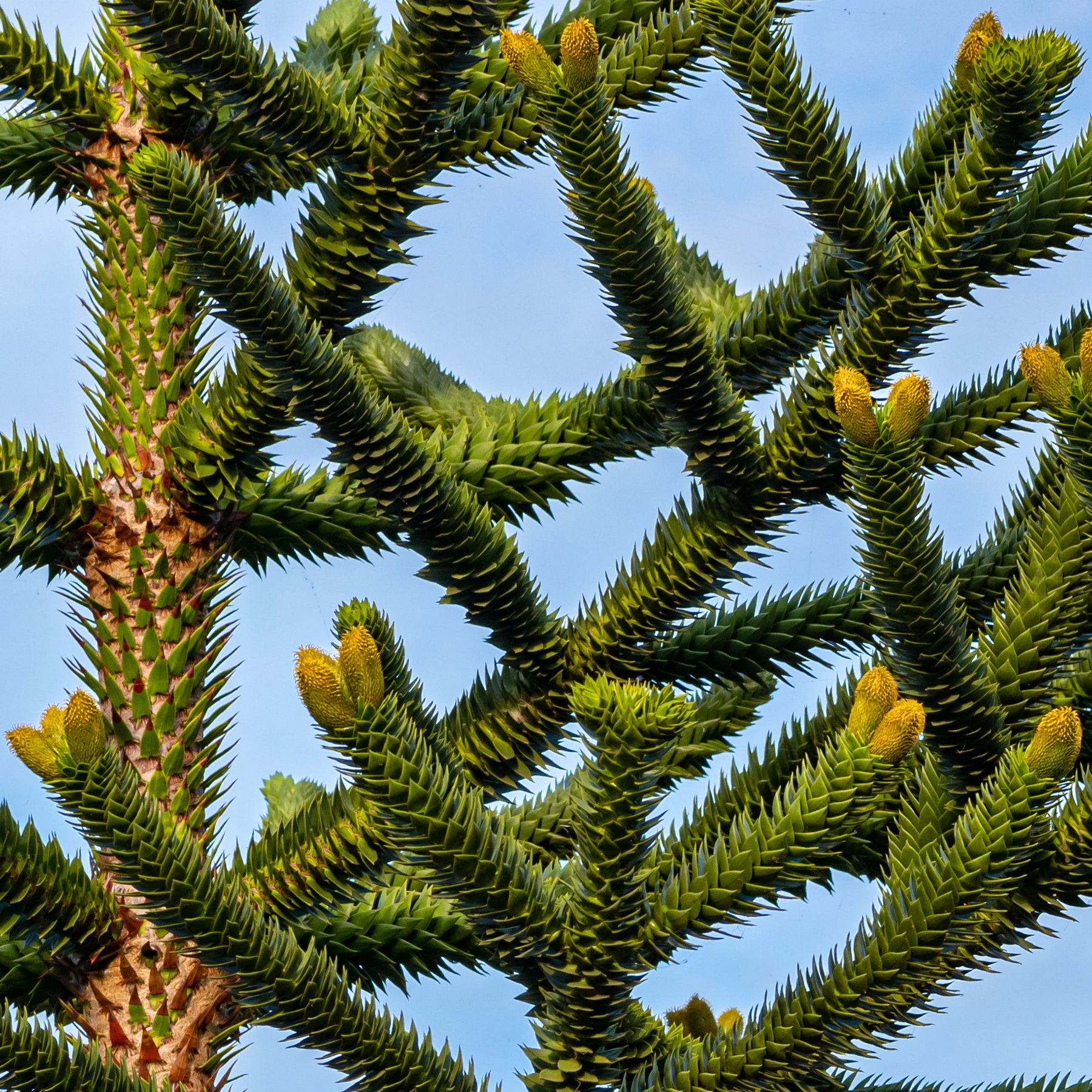 Araucaria imbricata - Désespoir des singes - Conifères