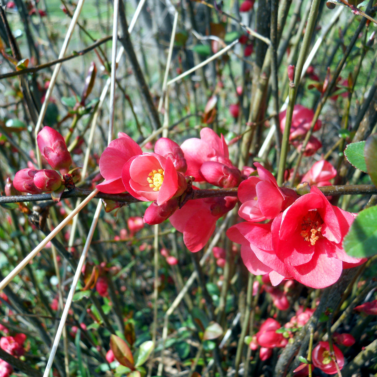 Cognassier du Japon Cido - Chaenomeles japonica Cido - Willemse
