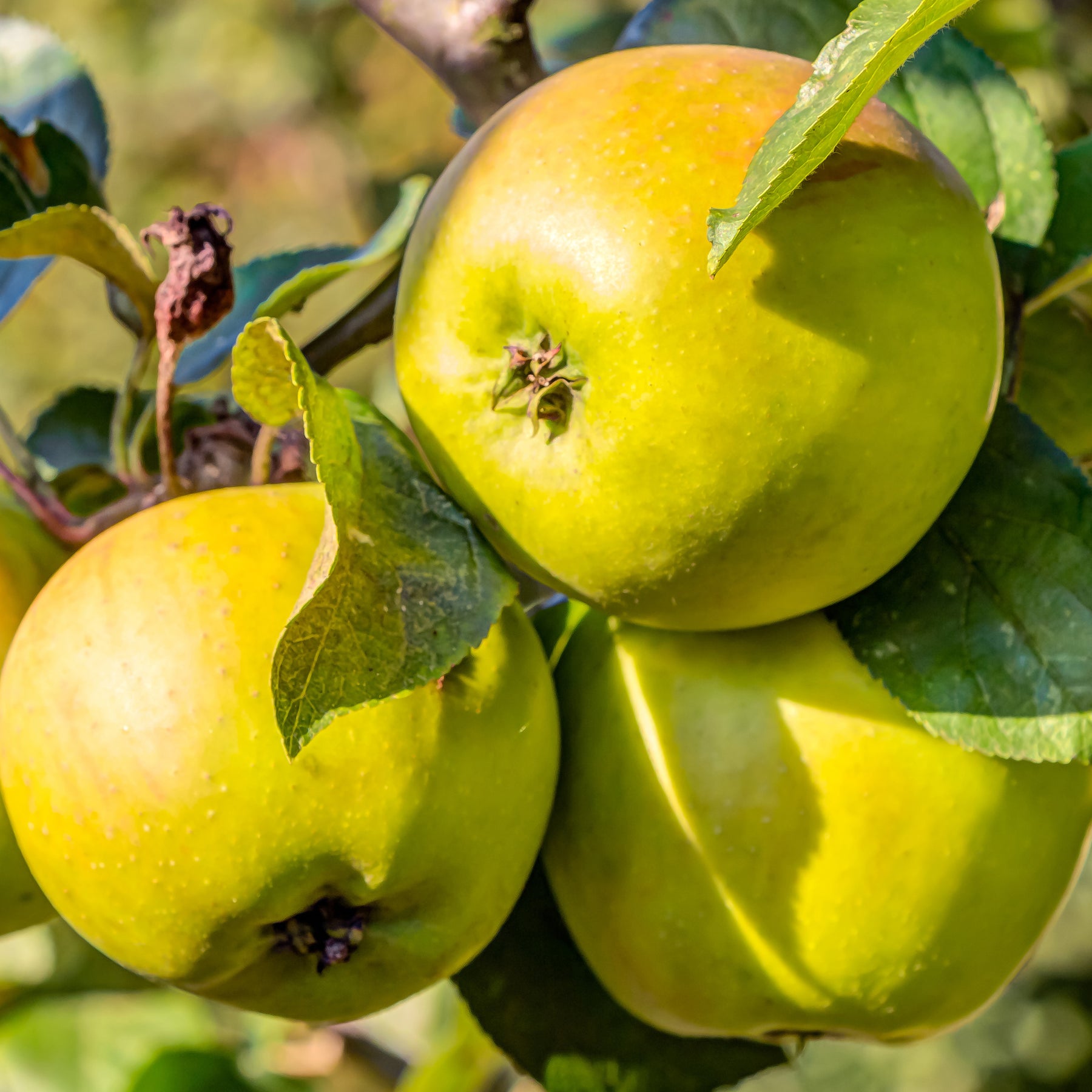 Pommier Golden Delicious - Malus domestica Golden Delicious - Willemse