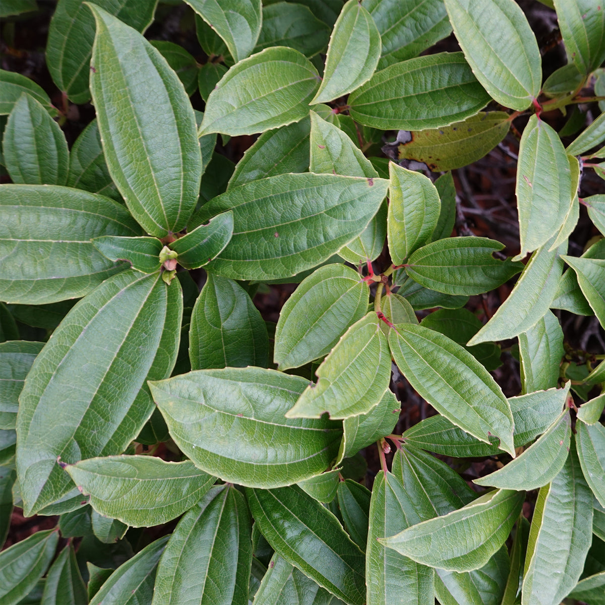 Viorne de David - Viburnum davidii - Willemse