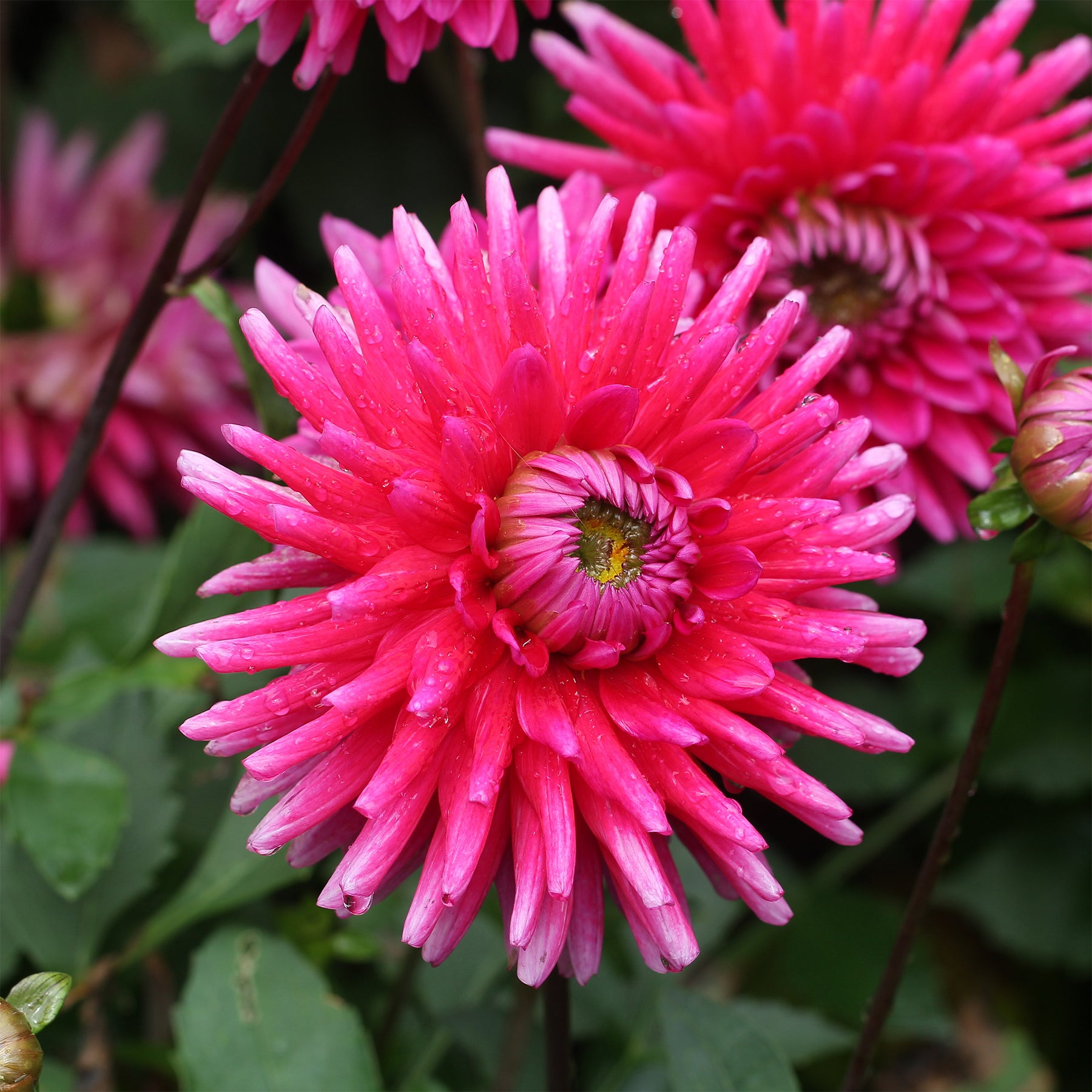 Dahlia Purple Gem - 3 Dahlias cactus Purple Gem - Dahlia