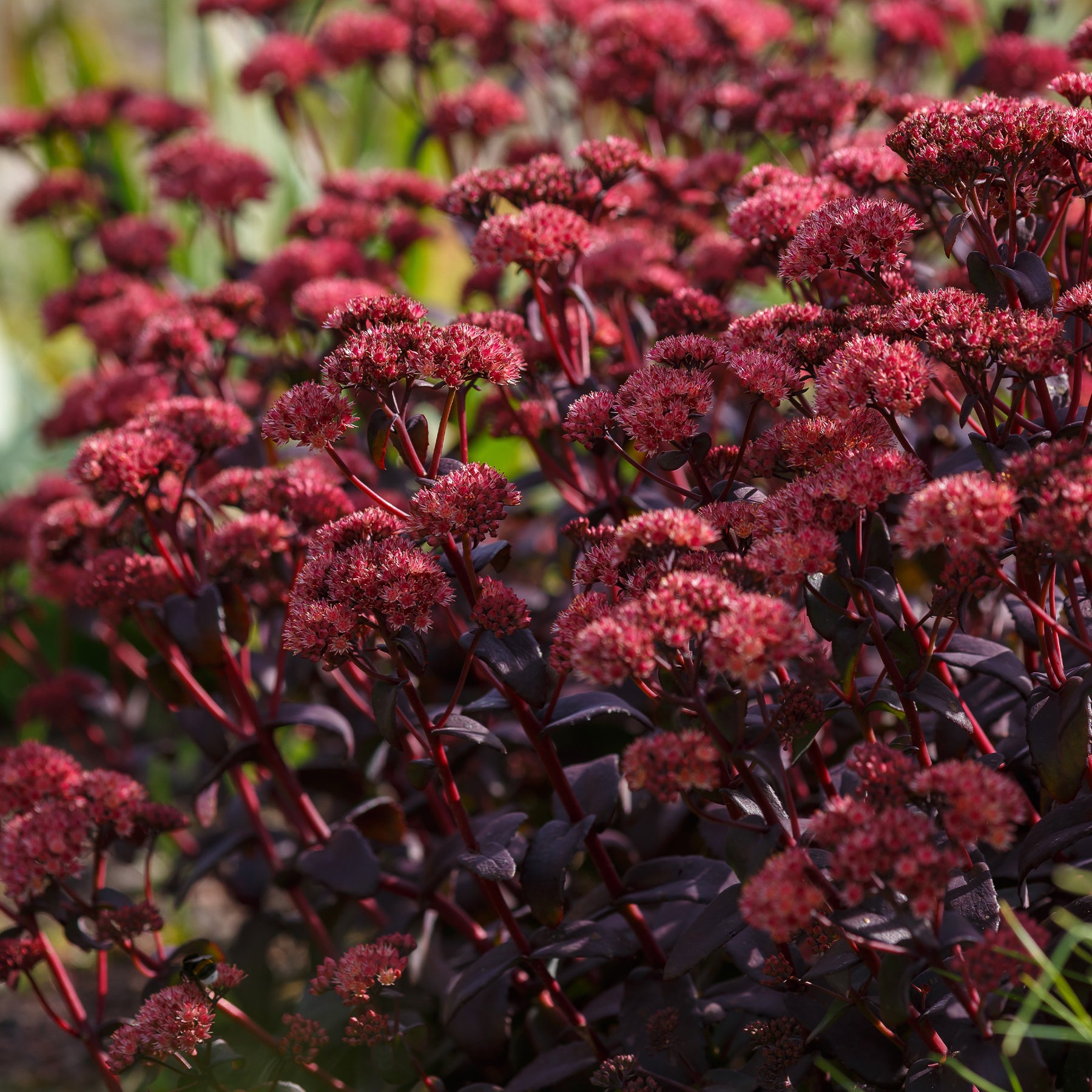 Sedum Blue Pearl - Sedum Perle bleue - Sédums