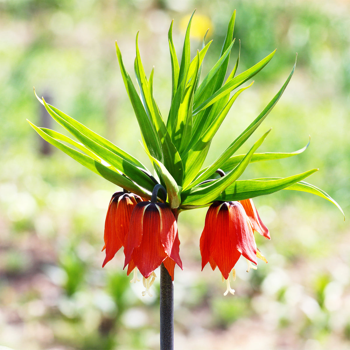 Couronne impériale rouge - Fritillaria imperialis rubra - Willemse