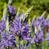 5 Camassias bleus - Willemse