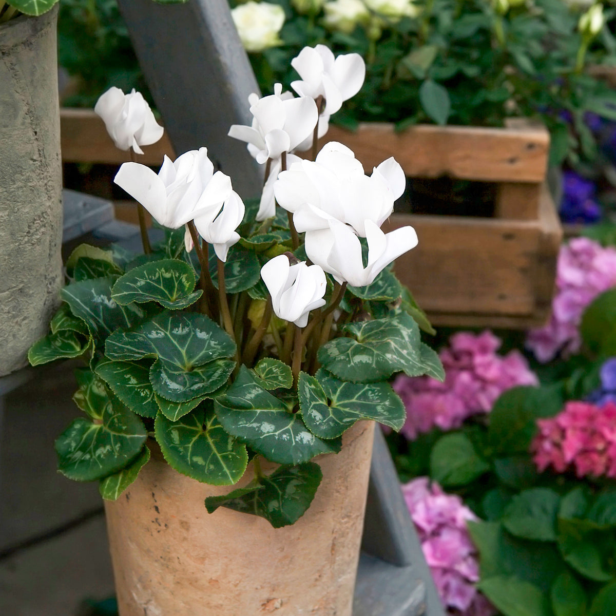 3 Cyclamens blancs - Cyclamen super série - Willemse