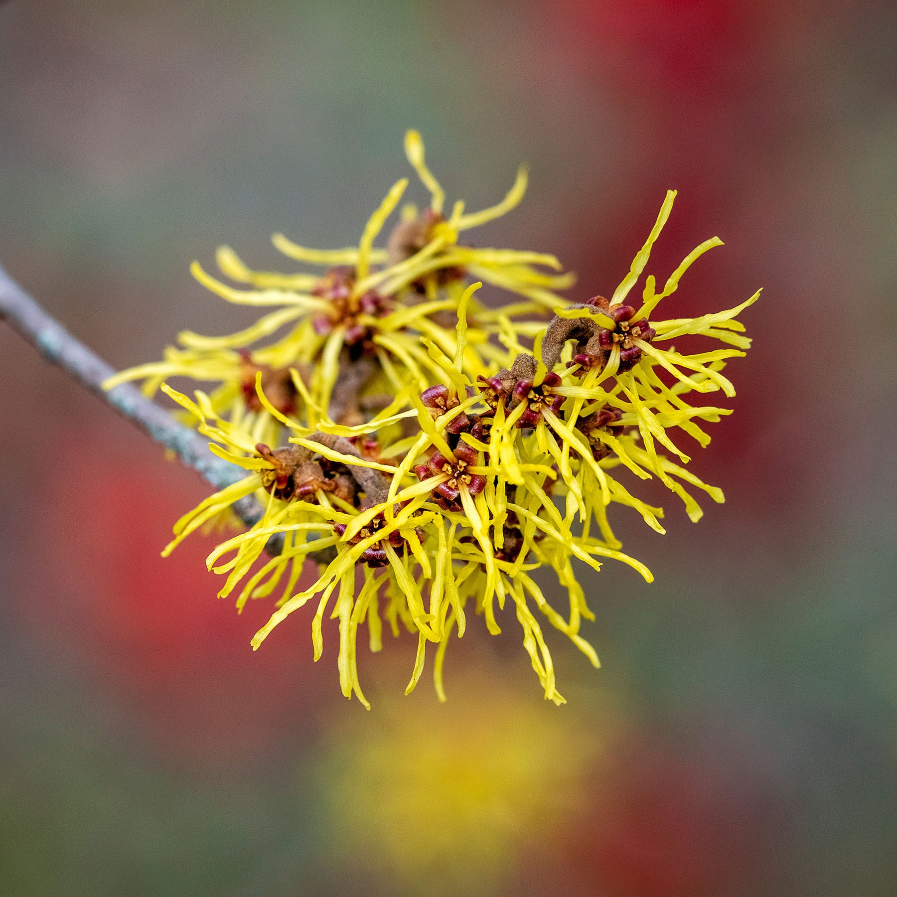 Hamamelis mollis - Hamamélis de Chine - Hamamélis