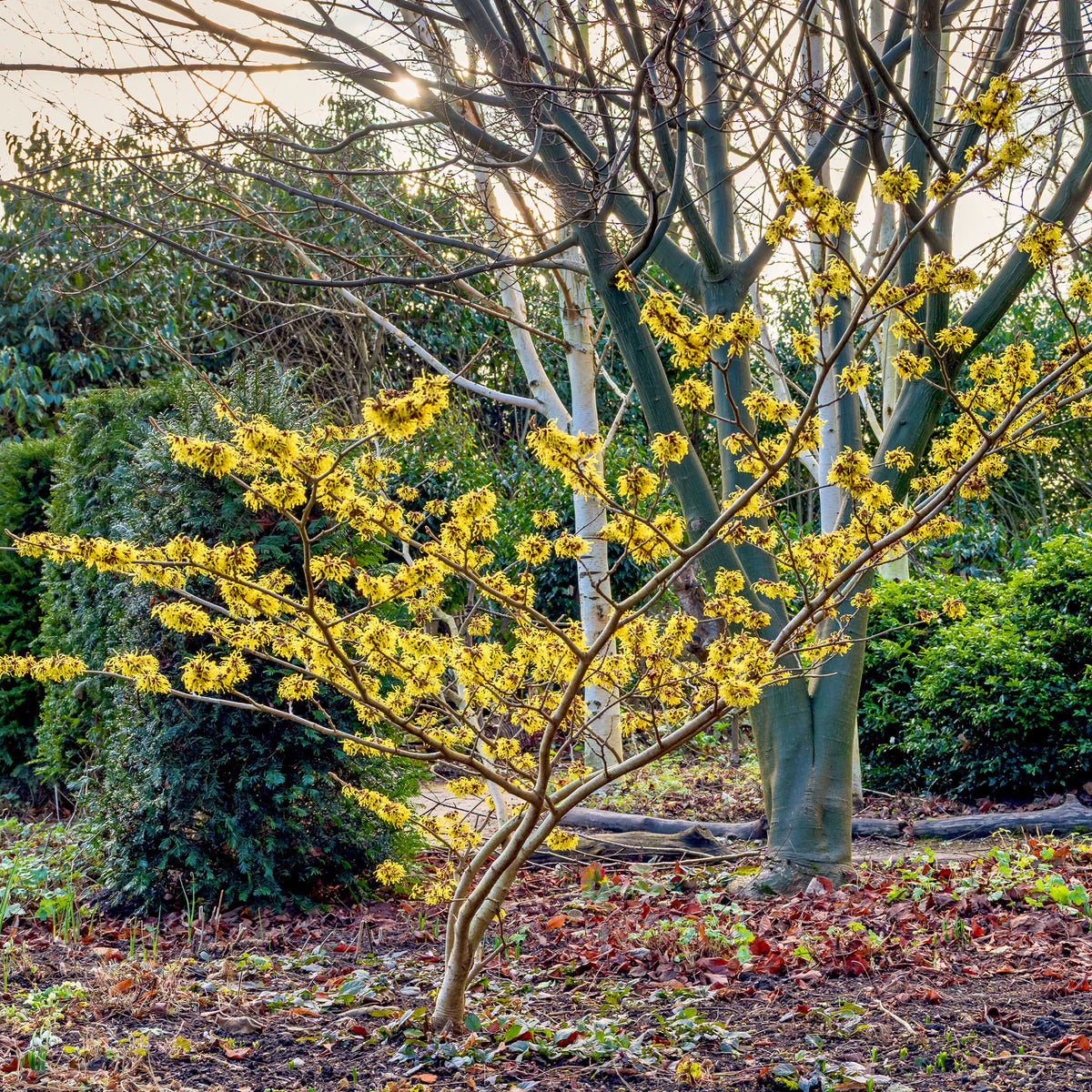 Hamamélis de Chine - Hamamelis mollis - Willemse