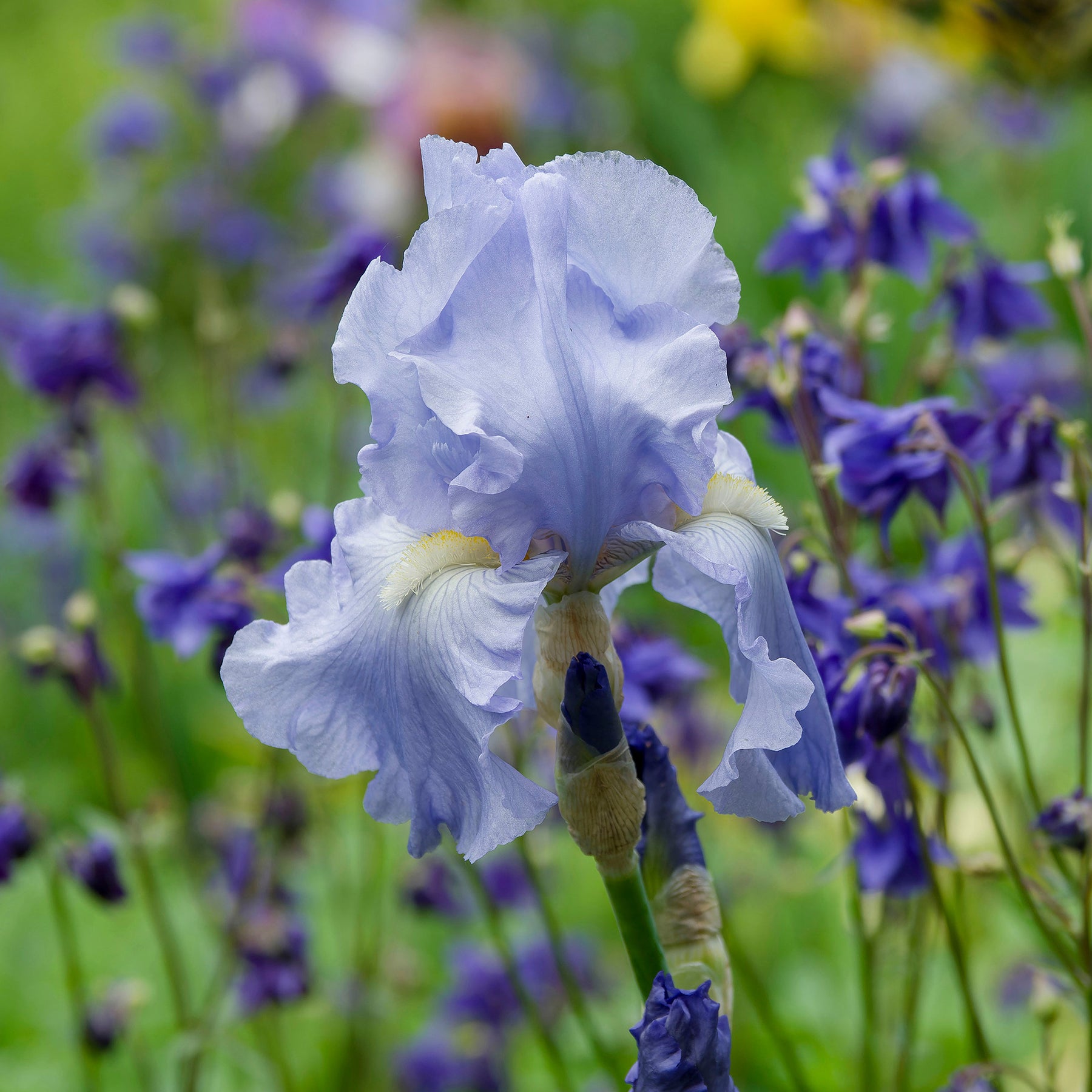 Iris germanica lovely again - 3 Iris de jardin remontant Lovely again - Fleurs vivaces