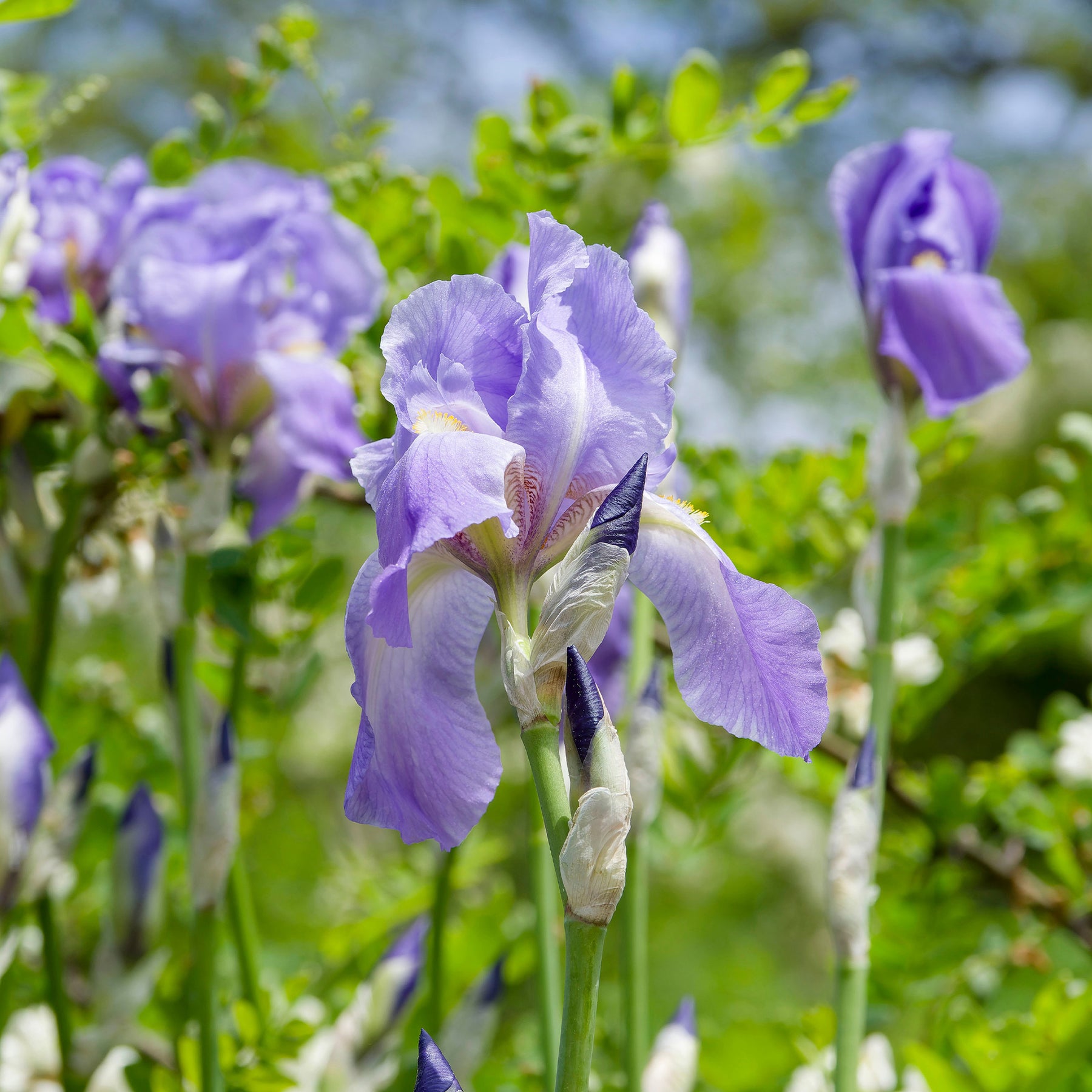 Fleurs vivaces - 3 Iris de jardin remontant Lovely again - Iris germanica lovely again