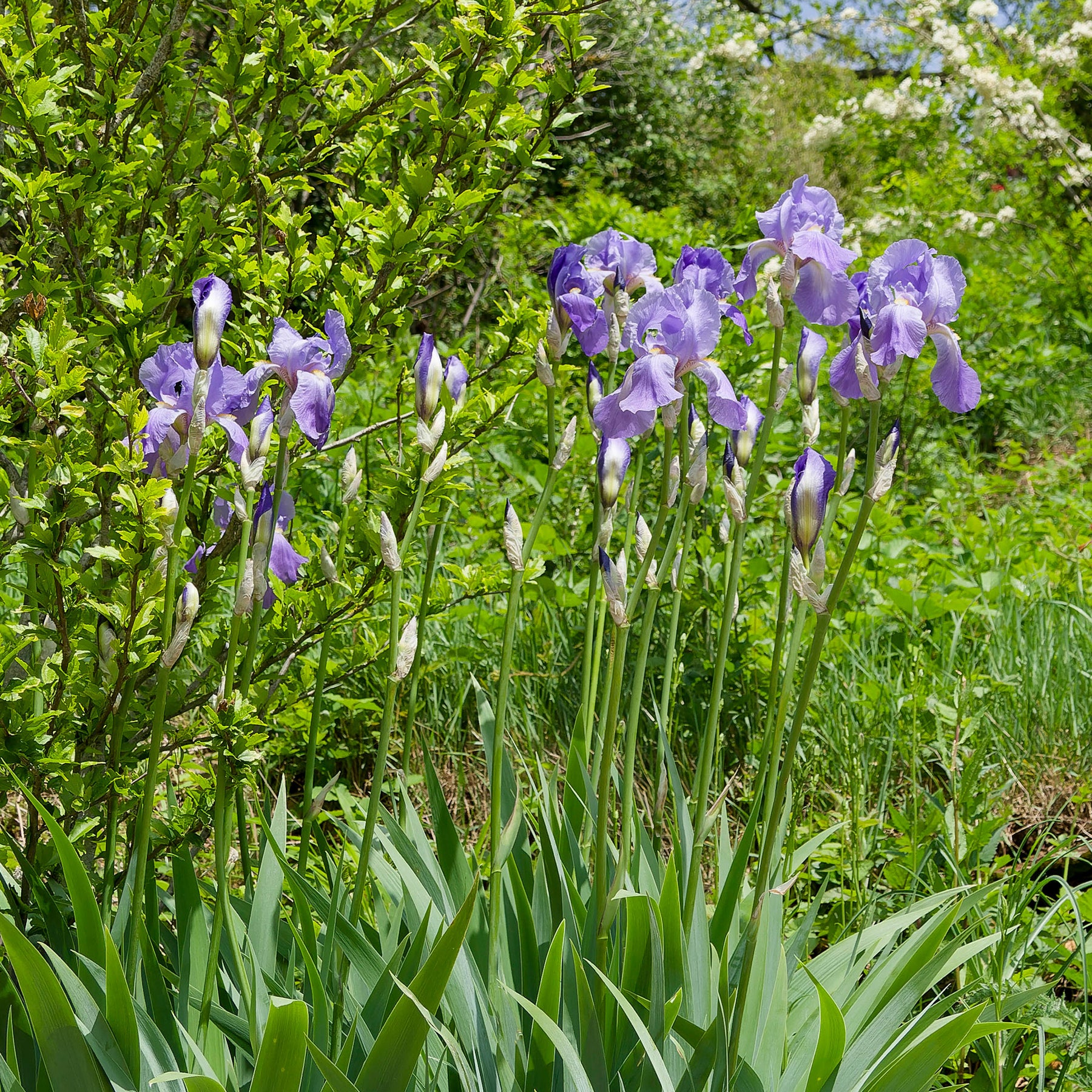 3 Iris de jardin remontant Lovely again - Iris germanica lovely again - Willemse