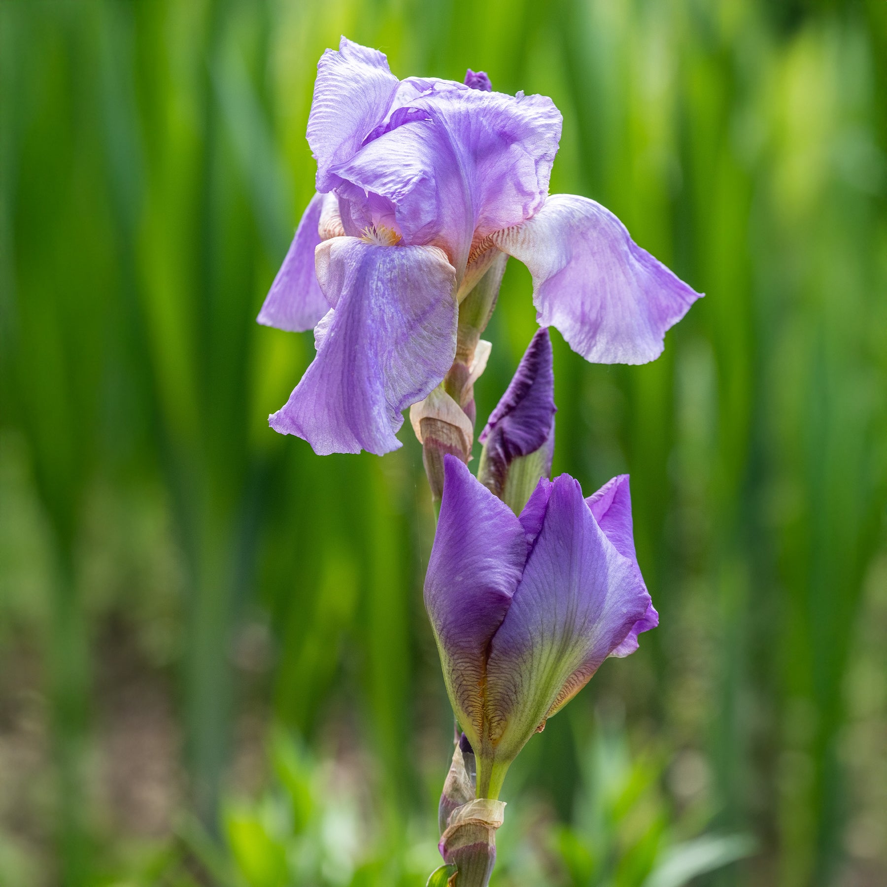Vente 3 Iris de jardin remontant Lovely again - Iris germanica lovely again