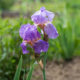 3 Iris de jardin remontant Lovely again - Willemse