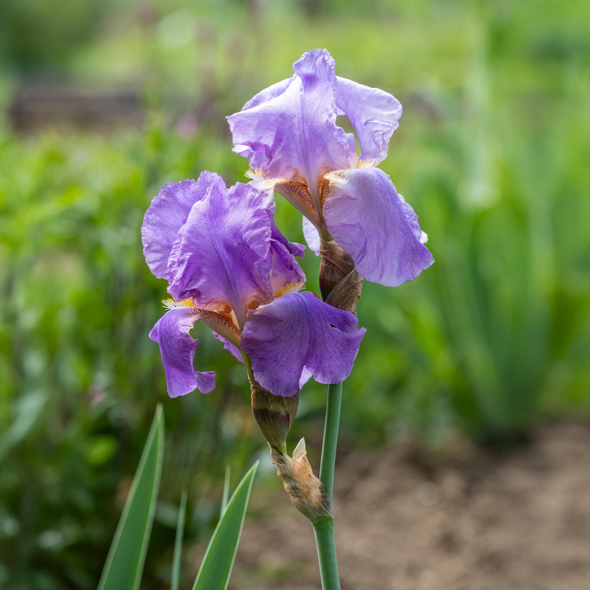 Collection de 6 Iris remontants Autumn Encoree et Lovely Again - Iris germanica autumn encore, lovely again - Willemse
