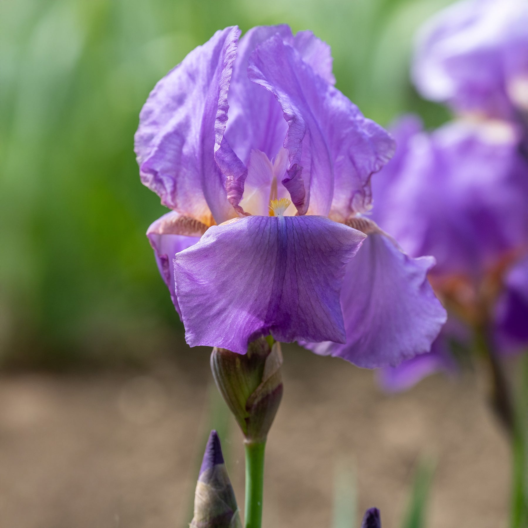 Vente 3 Iris de jardin remontant Lovely again