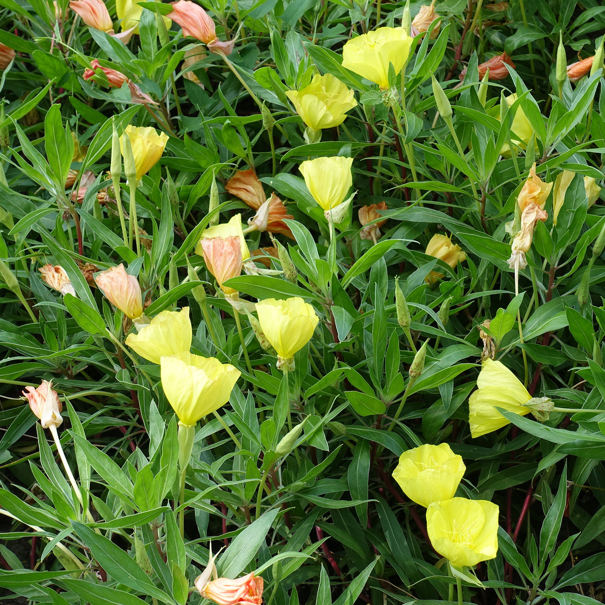2 Oenothères à grandes fleurs - Onagre - Oenothera macrocarpa - Willemse