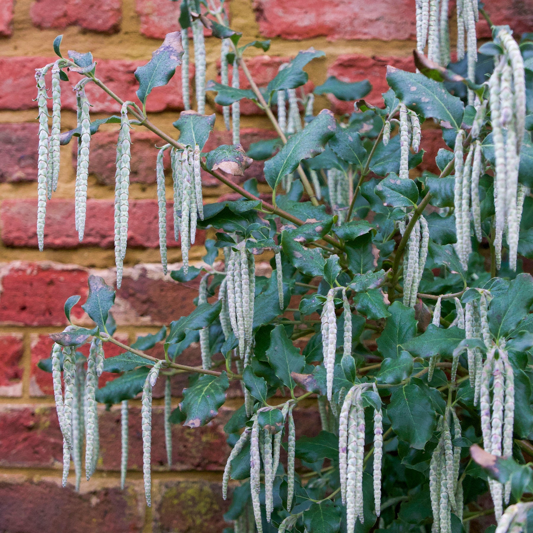 Arbustes à feuillage persistant - Garrya - Garrya elliptica