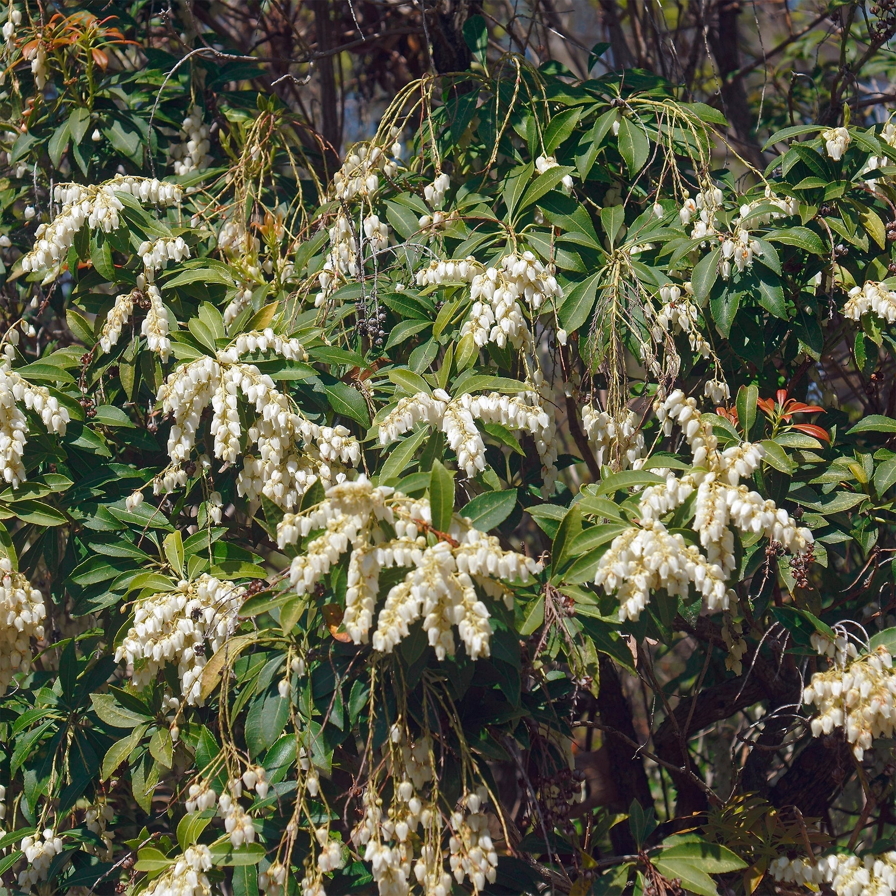 Pieris Cascade blanche - Willemse