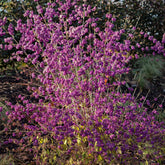 Callicarpa Profusion - Willemse