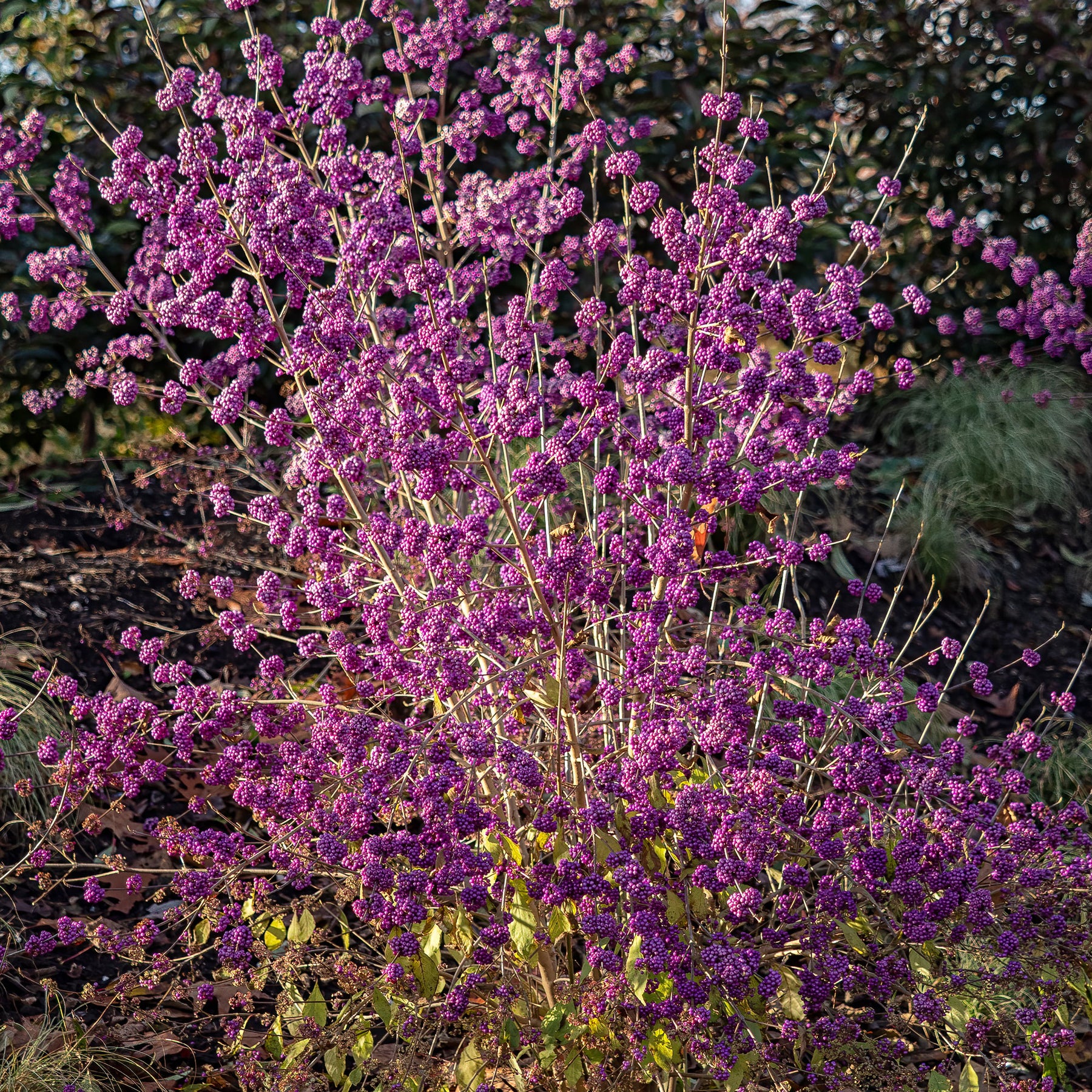 Callicarpa Profusion - Willemse