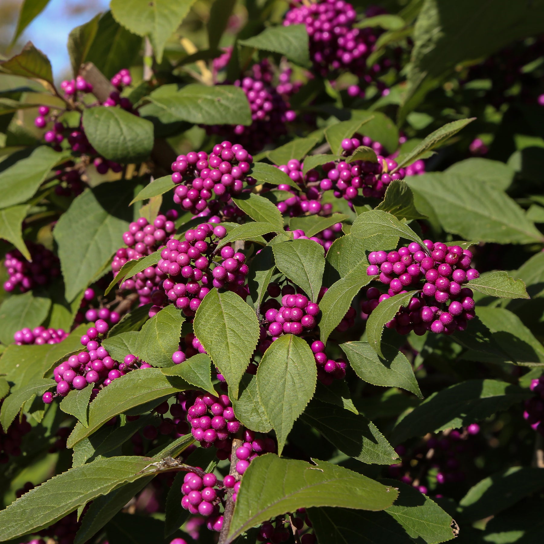Callicarpa Profusion - Callicarpa bodinieri Profusion - Willemse