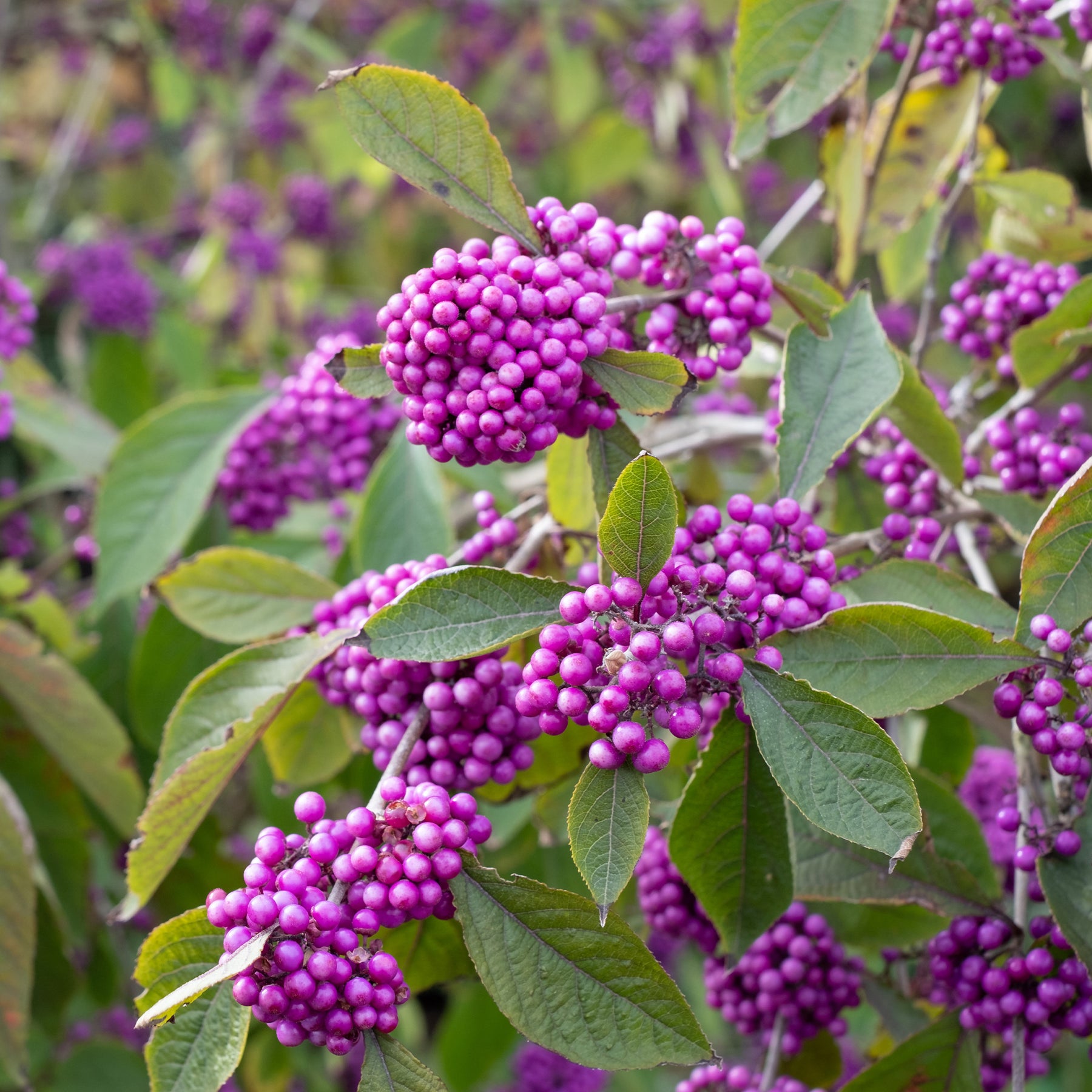 Arbustes de haie - Callicarpa Profusion - Callicarpa bodinieri Profusion