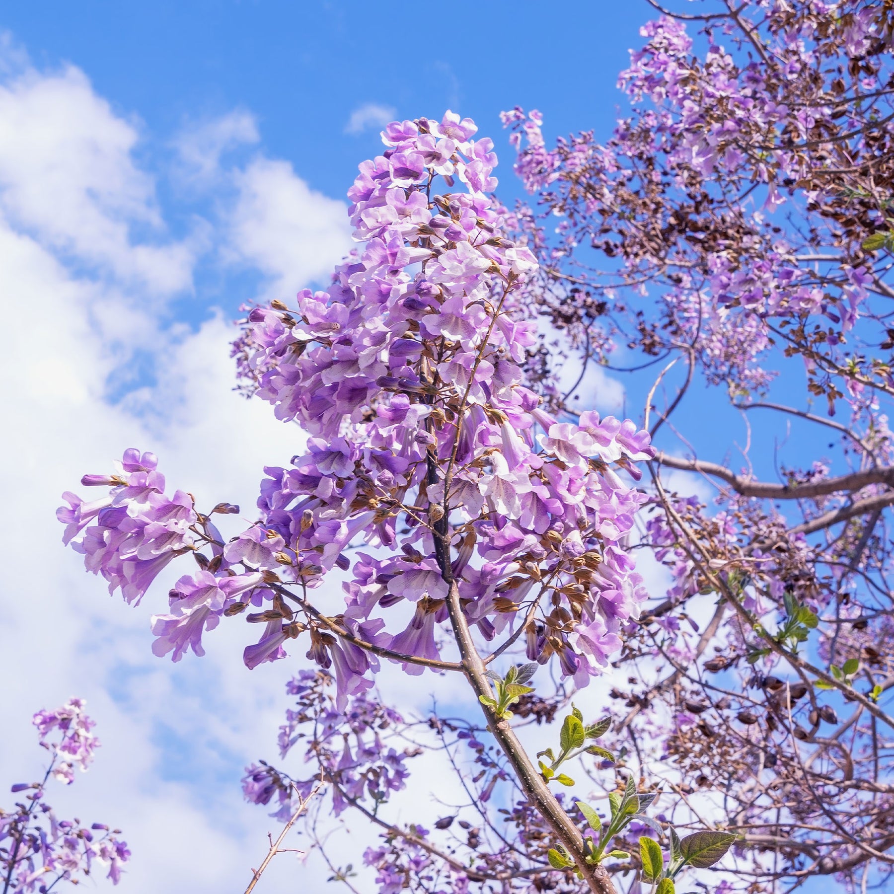 Paulownia tomentosa - L'Arbre impérial - Paulownia - Paulownia