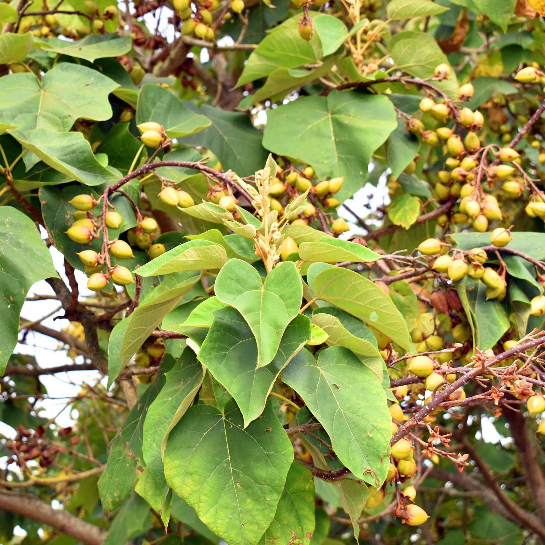 Paulownia - L'Arbre impérial - Paulownia - Paulownia tomentosa