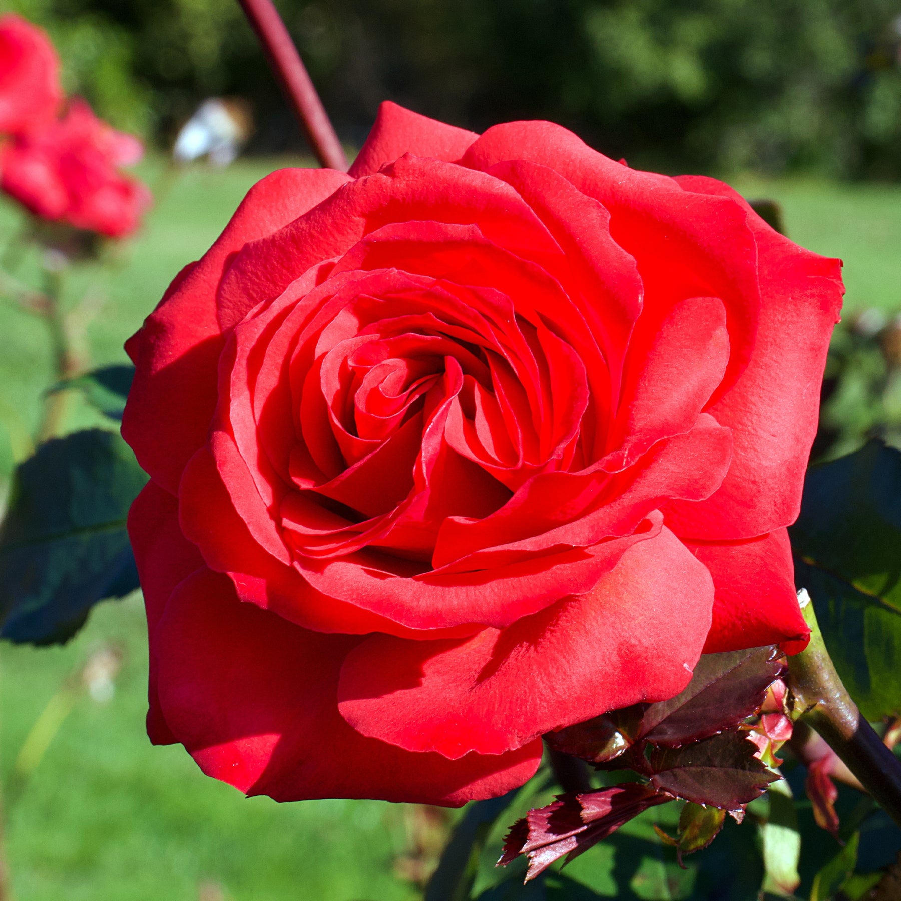 Rosier buisson Mr Lincoln - Willemse