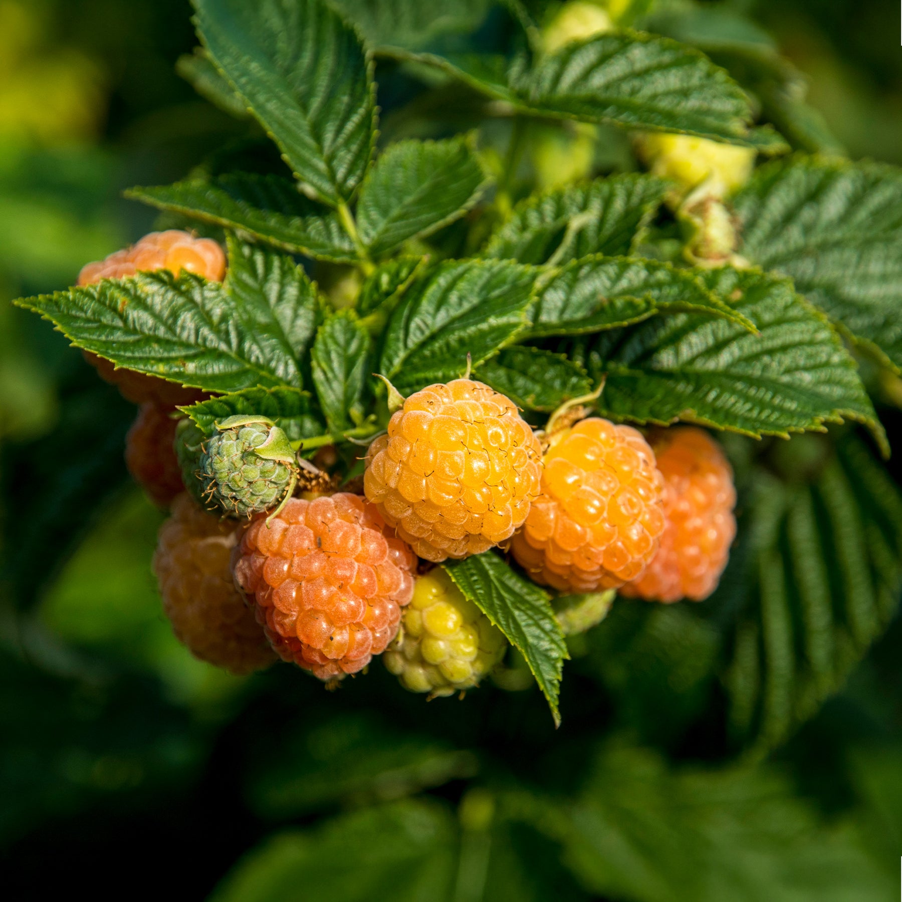 Vente Framboisier remontant Fallgold - Rubus idaeus Fallgold