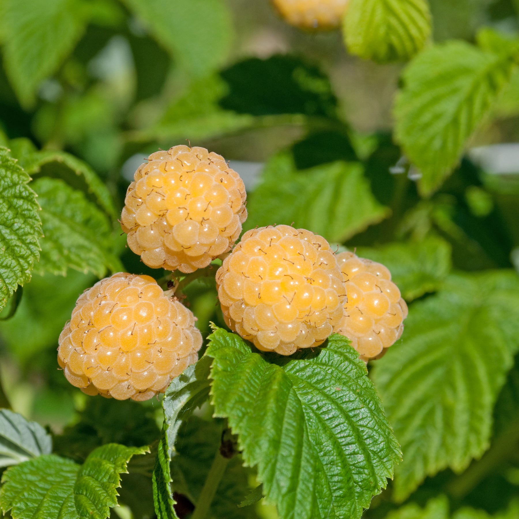 Framboisier - Framboisier remontant Fallgold - Rubus idaeus Fallgold